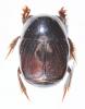 Hypocaccus dimidiatus dimidiatus